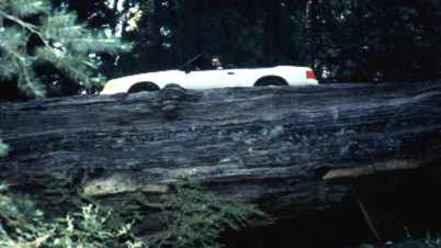 Nervosit�t beim R�ckw�rtsfahren auf den Autolog, einer Stra�e, die �ber einen umgefallen Baum f�hrt.