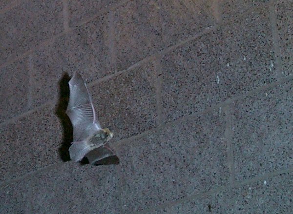 KLICK: Mit den Bats auf Tuchf�hlung