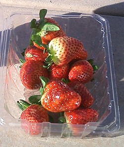 Die sch�nsten und aromatischsten Erdbeeren, die wir je gegessen haben