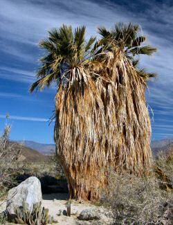 Imposante Palmen zieren den Campground