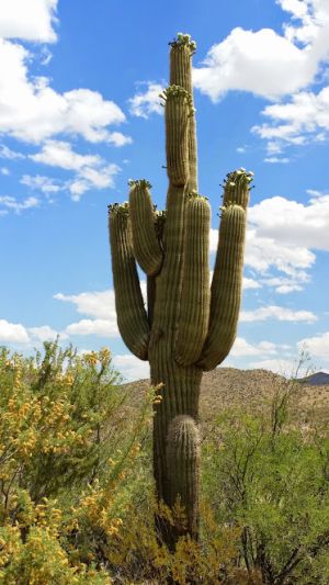 Saguarao bl�hend