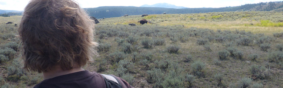 Bison verrichtet sein Gesch�ft