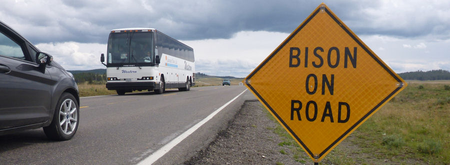 Bison On Road - Schild im Yellowstone
