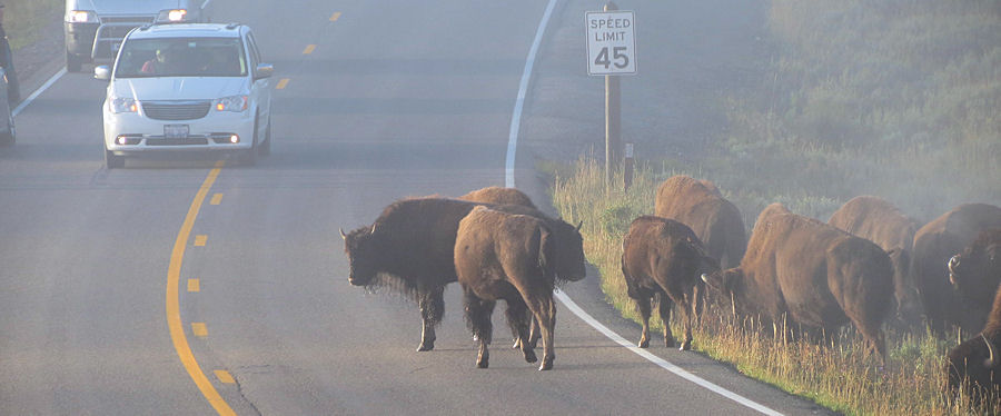 Bisonherde �berquert im Nebel die Stra�e