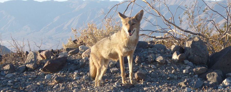 Coyote am Stra�enrand