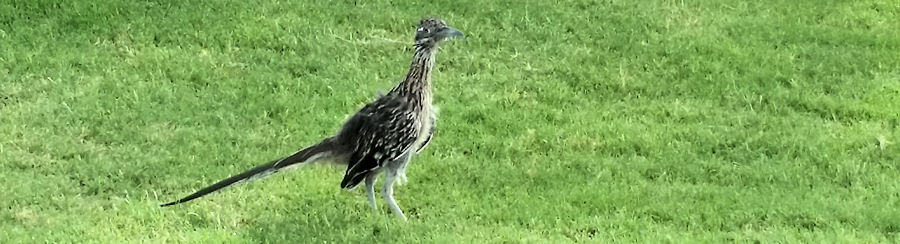 Roadrunner l�uft �ber Wiese