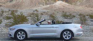 Mustang 8-2017